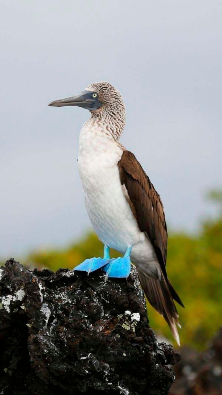 Galapagos (2)